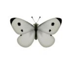 Common Butterfly - Animal Crossing: New Horizons