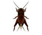 Cricket - Animal Crossing: New Horizons