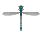 Damselfly - Animal Crossing: New Horizons