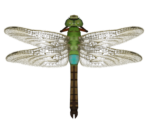 Darner Dragonfly - Animal Crossing: New Horizons