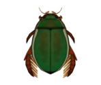 Diving Beetle - Animal Crossing: New Horizons