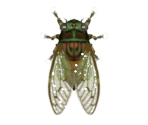 Evening Cicada - Animal Crossing: New Horizons