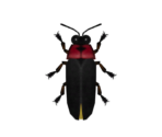 Firefly - Animal Crossing: New Horizons
