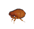 Flea - Animal Crossing: New Horizons