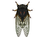 Giant Cicada - Animal Crossing: New Horizons