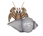 Hermit Crab - Animal Crossing: New Horizons