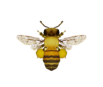 Honeybee - Animal Crossing: New Horizons