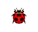 Ladybug - Animal Crossing: New Horizons