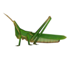 Long Locust - Animal Crossing: New Horizons
