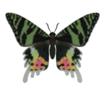 Madagascan Sunset Moth - Animal Crossing: New Horizons