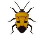 Man-Faced Stink Bug - Animal Crossing: New Horizons