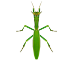 Mantis - Animal Crossing: New Horizons