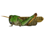 Migratory Locust - Animal Crossing: New Horizons