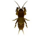 Mole Cricket - Animal Crossing: New Horizons