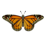 Monarch Butterfly - Animal Crossing: New Horizons