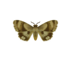 Moth - Animal Crossing: New Horizons