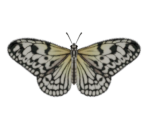 Paper Kite Butterfly - Animal Crossing: New Horizons