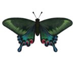 Peacock Butterfly - Animal Crossing: New Horizons