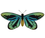 Queen Alexandra's Birdwing - Animal Crossing: New Horizons