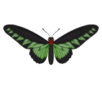 Rajah Brooke's Birdwing - Animal Crossing: New Horizons