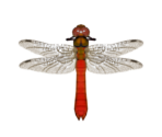 Red Dragonfly - Animal Crossing: New Horizons