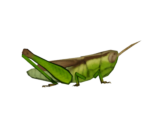 Rice Grasshopper - Animal Crossing: New Horizons