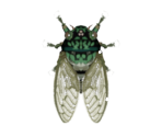 Robust Cicada - Animal Crossing: New Horizons
