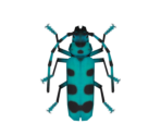 Rosalia Batesi Beetle - Animal Crossing: New Horizons