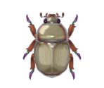 Scarab Beetle - Animal Crossing: New Horizons
