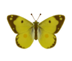 Yellow Butterfly - Animal Crossing: New Horizons