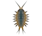 Wharf Roach - Animal Crossing: New Horizons