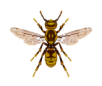 Wasp - Animal Crossing: New Horizons