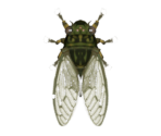 Walker Cicada - Animal Crossing: New Horizons