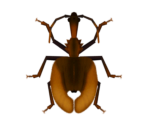 Violin Beetle - Animal Crossing: New Horizons