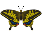 Tiger Butterfly - Animal Crossing: New Horizons