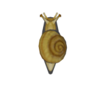 Snail - Animal Crossing: New Horizons
