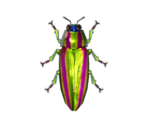 Jewel Beetle - Animal Crossing: New Horizons