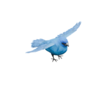 Blue Bird - Silent Hill: Downpour