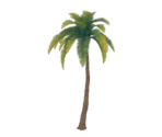 Whitesand Coconut Tree - Genshin Impact