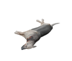 Dog (Dead) - Silent Hill: Downpour
