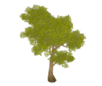Yellow Sandbearer Tree - Genshin Impact