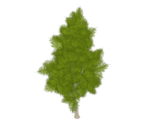 Birch Sapling - Genshin Impact