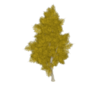 Tall Birch - Genshin Impact