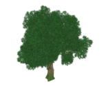 Cuihua Sapling - Genshin Impact