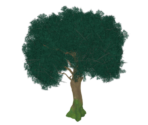 Mature Cuihua Tree - Genshin Impact