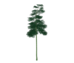 Qingce Heronleaf Bamboo - Genshin Impact