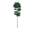 Qingce Skysail Bamboo - Genshin Impact