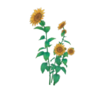 Sunflower Aquarelle - Genshin Impact