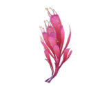 Softglow Stamen - Genshin Impact