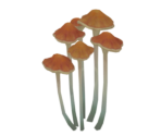 Brown Treeshroom - Genshin Impact